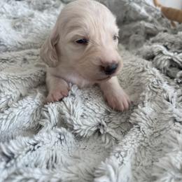 Tigger - Cream male Dachshund puppy in Vancouver, Washington from Cascade Minis
