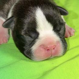 Green Ribbon Boy - Black brindle and white male Boston Terrier puppy in Cedar Hill, Texas from Baldwins Boston Terriers