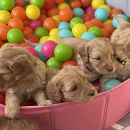 Australian Labradoodle Puppies from Pixie Doodle Paws