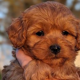 Havapoos from River View Puppies