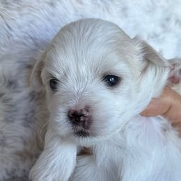 Franc - White female Coton de Tulear puppy in Glenview, Illinois from MySoulKick_Coton