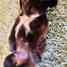 Boston - Black and white male Cocker Spaniel puppy in Santa Ana, California from American Cocker Spaniel