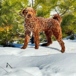 Goldendoodle Puppies from Beamans Doodle Farm
