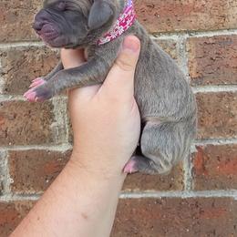 Minerva - Blue brindle female Great Dane puppy in Arlington, Texas from Scoober Danes
