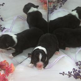 Australian Shepherd Puppies from T4 Australian Shepherds