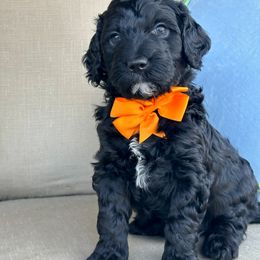 Reeces - Black Goldendoodle puppy in Florence, South Carolina from Candy Doodles