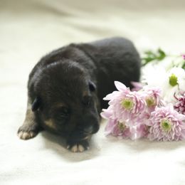 German Shepherd Puppies from Milestone GSDs
