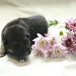 German Shepherd Puppies from Milestone GSDs