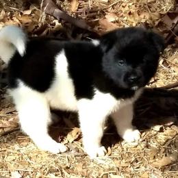 Akita Puppies from Mizuki Akita LLC.