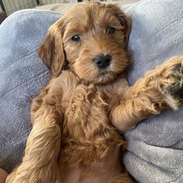 Rolo - Goldendoodle puppy from Lola Bear Goldendoodles