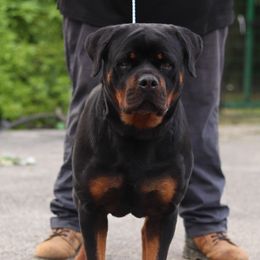 Elsa - Rottweiler