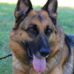 Harper - German Shepherd