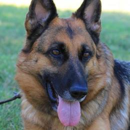 Harper - German Shepherd