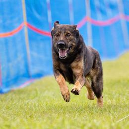 Belgian Malinois and German Shepherd All Grown Up from vd Hunde der neuen Äre