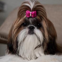 Alondra - Shih Tzu