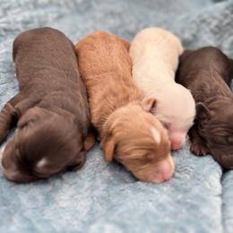 Australian Labradoodle Puppies from Liberty Hill Labradoodles