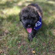 Maddox - Silver and gray male Bouvier des Flandres puppy in Buffalo, Missouri from Noble Bouviers