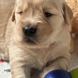 Golden Retriever Puppies from Chevaline Goldens