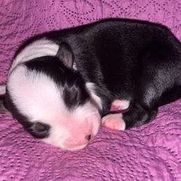 Taki - Black tri-color female Australian Shepherd puppy in Laurel, Mississippi from Reeves Australian Shepherds
