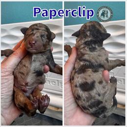 Paperclip - Merle male Bernedoodle puppy in Banner Elk, North Carolina from Walnut Tree Bernedoodles