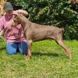 Dom - Doberman Pinscher