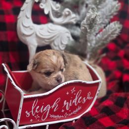Hershey - Merle male Chihuahua puppy in Brooksville, Florida from Daystars Chihuahuas