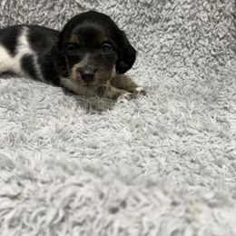 Copper(1400) - Piebald male Dachshund puppy in Mansfield, Missouri from Owens Farm