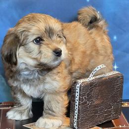 Rocket - Red sable male Havanese puppy in Salt Lake City, Utah from Steal Your Heart Havanese