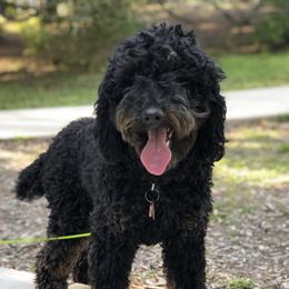 Plato - Poodle