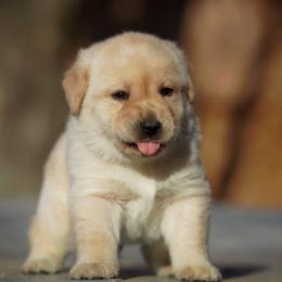 Sesame - Yellow male Labrador Retriever puppy in Ridgecrest, California from Black Mountain Service Dogs