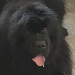 Annika - Newfoundland