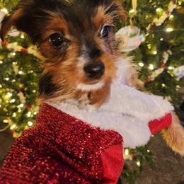 Yorkipoo and Yorkshire Terrier Puppies from Texas Yorkies and Yorkiepoos