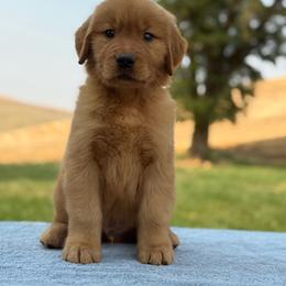 Black and White Collar Boy - Dark golden male Golden Retriever puppy in Touchet, Washington from Windust Kennels