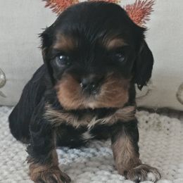 Coco - Cavalier King Charles Spaniel puppy from Crozapulco Cavaliers AKC