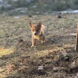 Pembroke Welsh Corgi Puppies from Ruidoso's Crowned Companions