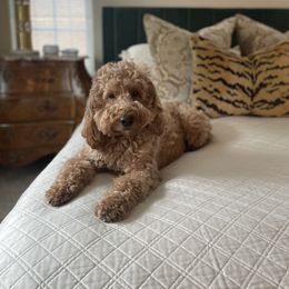 Honey - Goldendoodle