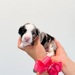Katrina - Merle female Bernedoodle puppy in Ontario, California from Teddy Doodles & Standard Poodles