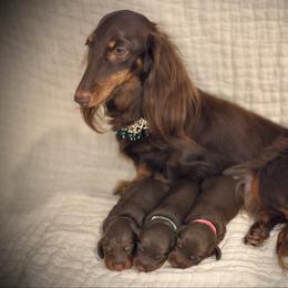 Sabine - Chocolate and tan female Dachshund puppy in North Port, Florida from Jessica Louise Dachshunds