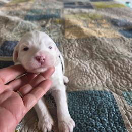 Boy 1 - Brown and white male Portuguese Water Dog puppy in Indianola, Utah from Mlee puppies