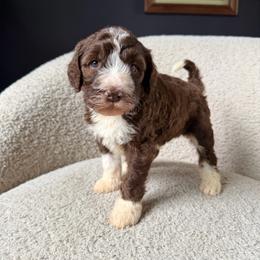 Jack - Brown and white male Sheepadoodle puppy in Lowville, New York from Adirondack Goldendoodles