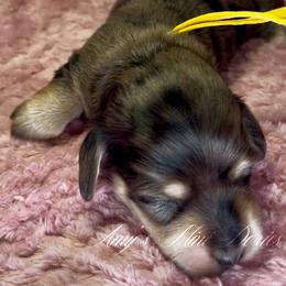 Dolly - Dapple female Dachshund puppy in Jena, Louisiana from Amy’s Mini Doxies