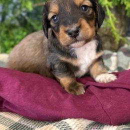 Goofy - Cream male Dachshund puppy in Mountain Home, Arkansas from Furry Friends Kennel