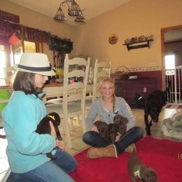 Labrador Retriever Puppies from Harvest Moon Farm