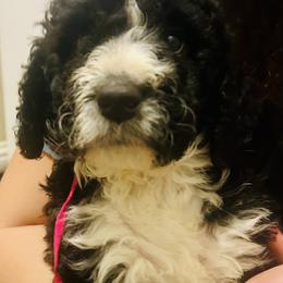 Cherry - Parti female Goldendoodle puppy in Waterloo, Illinois from Dreamy Doodles