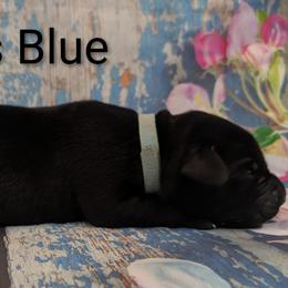 Miss Blue - Black female Labrador Retriever puppy in Lebanon, Pennsylvania from Robertson's Retrievers and Doodles
