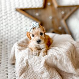Hazelnut - Apricot female Goldendoodle puppy in Springville, Utah from Happy Doodle
