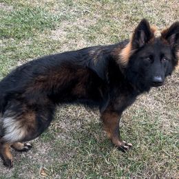 German Shepherd All Grown Up from Haus des Schutzes