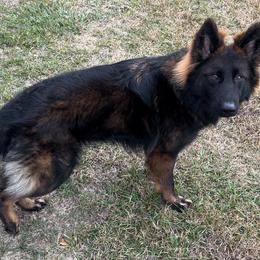 German Shepherd All Grown Up from Haus des Schutzes