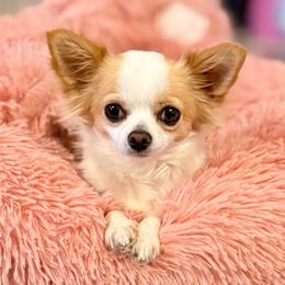 Magnolia - Chihuahua
