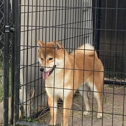 Indy - Shiba Inu